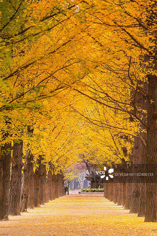 韩国南怡岛的银杏树黄叶图片素材