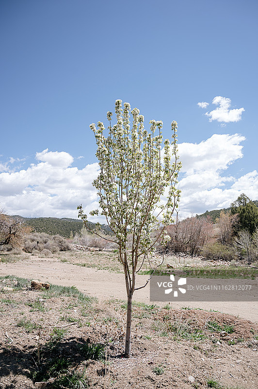 春天沙漠中开花的树，后面是土路图片素材
