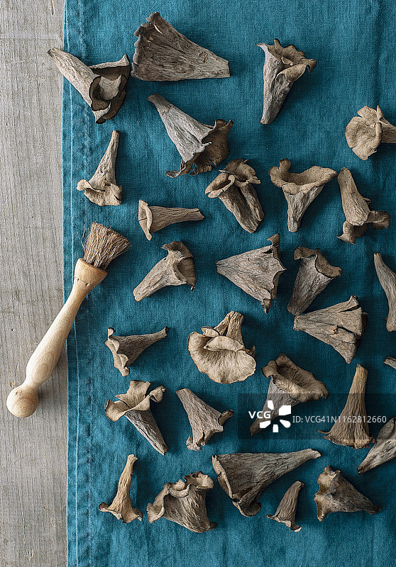 新鲜采摘的黑喇叭菌图片素材