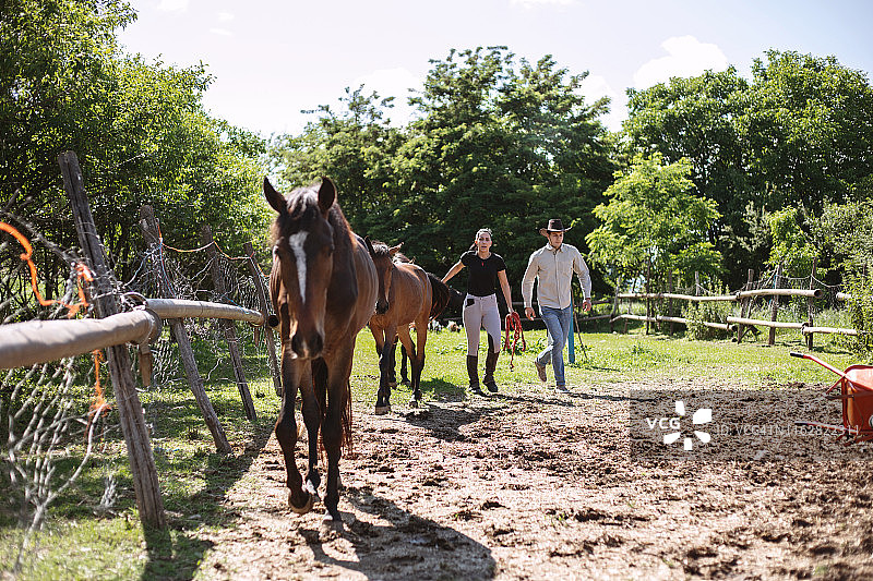 马饲养员在牧场照顾马匹图片素材