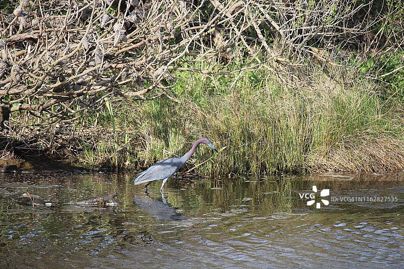 小蓝鹭在水中涉水图片素材