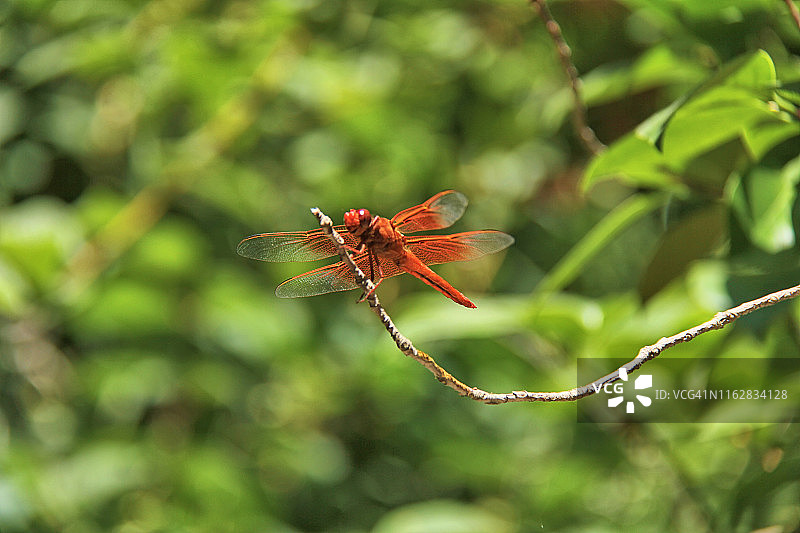 火焰掠图片素材