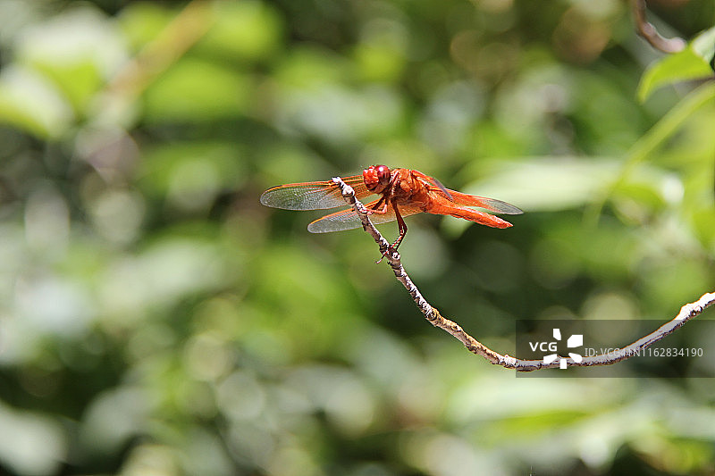 火焰掠图片素材