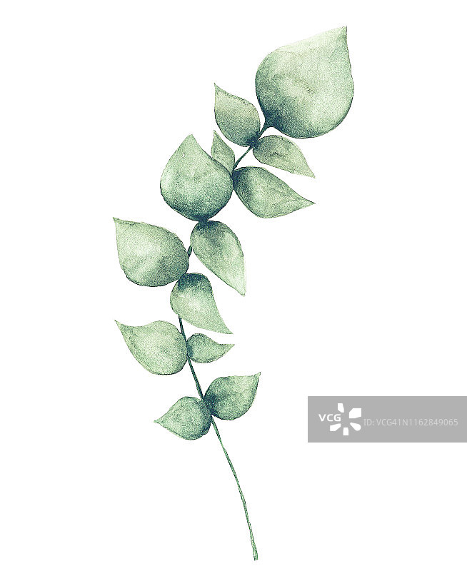 水彩桉树叶图片素材