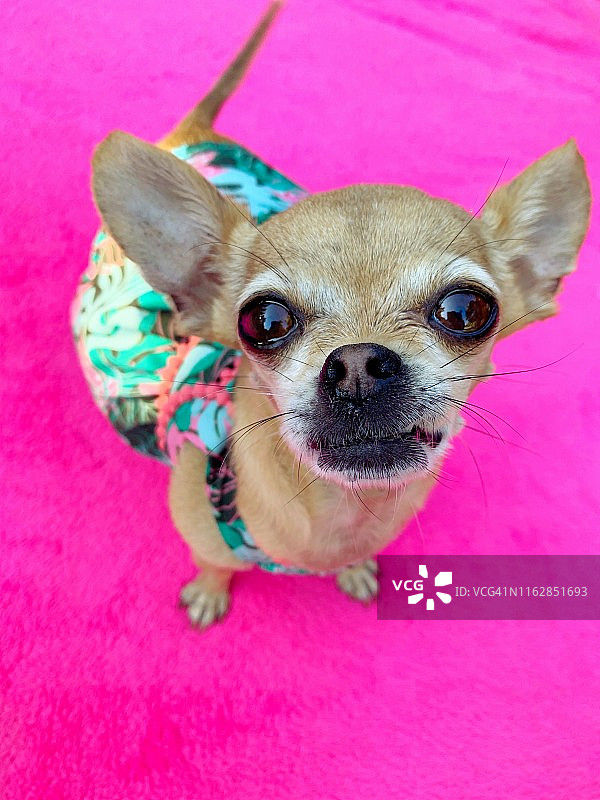 穿裙子的吉娃娃图片素材