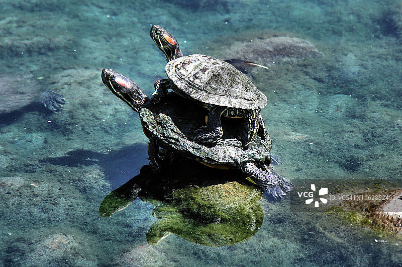 红耳龟图片素材