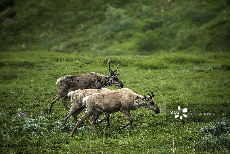 北美驯鹿图片素材