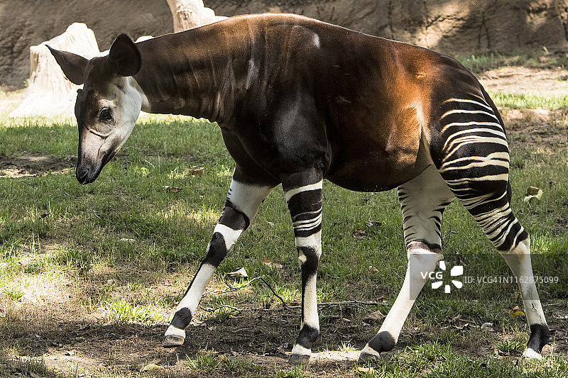 㺢㹢狓图片素材