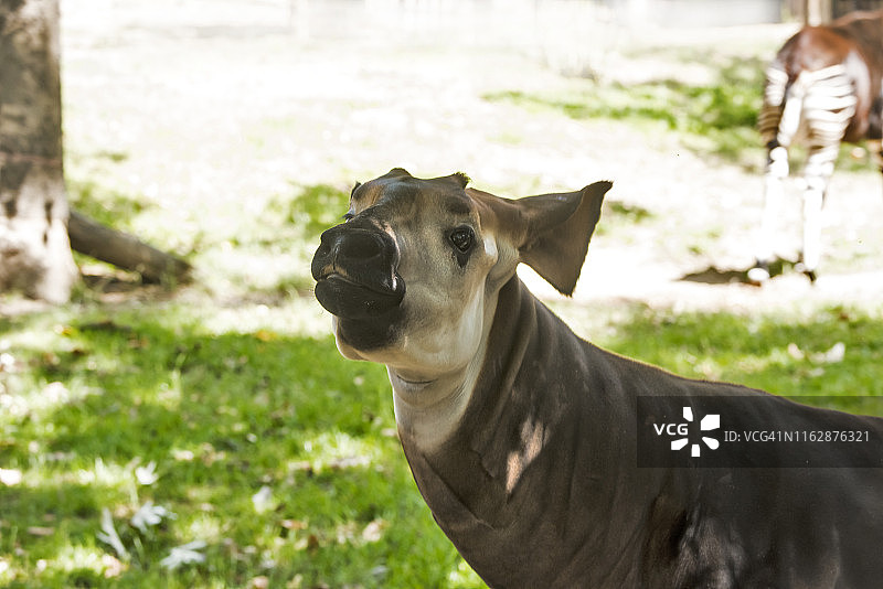 㺢㹢狓图片素材