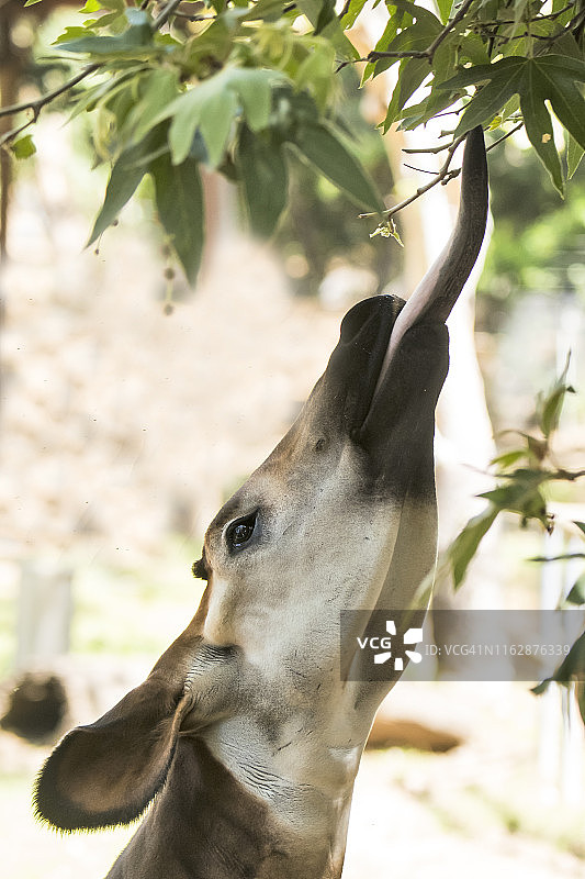 㺢㹢狓图片素材