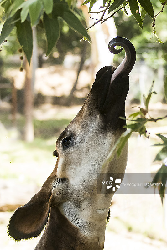 㺢㹢狓图片素材