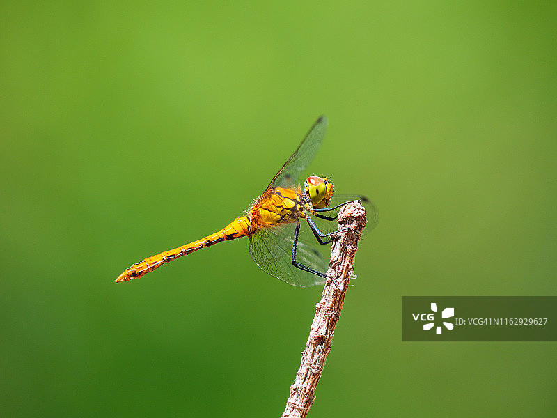 绿色背景下树枝上的蜻蜓图片素材