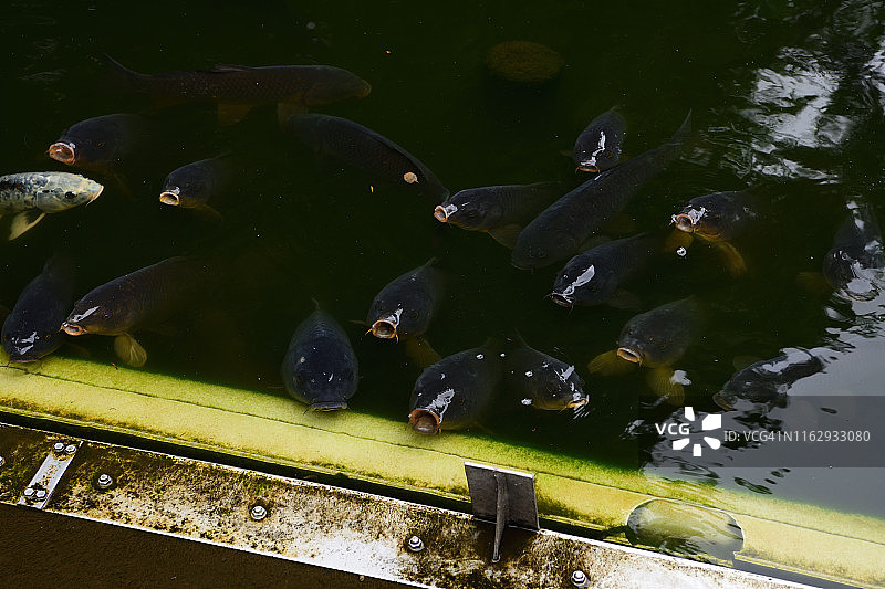 日本东京上野公园莲花池中的鲤鱼群图片素材