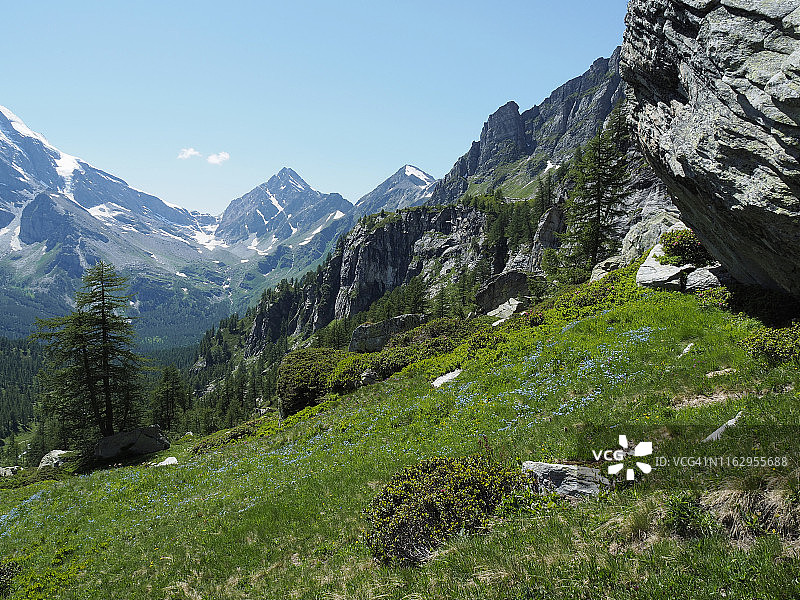 韦利亚阿尔卑自然公园：高山玫瑰盛开在落叶松林中图片素材