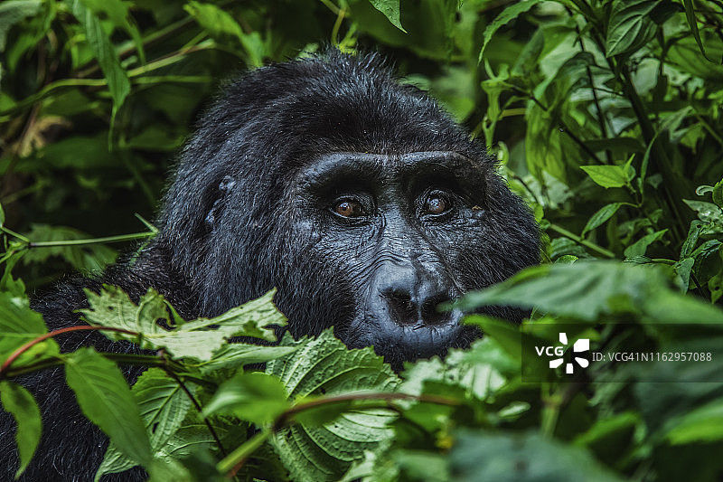 乌干达布温迪难以穿越国家公园的银背大猩猩图片素材