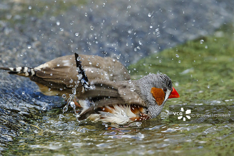 一只雄性斑胸草雀在炎热的夏天里洗澡降温图片素材