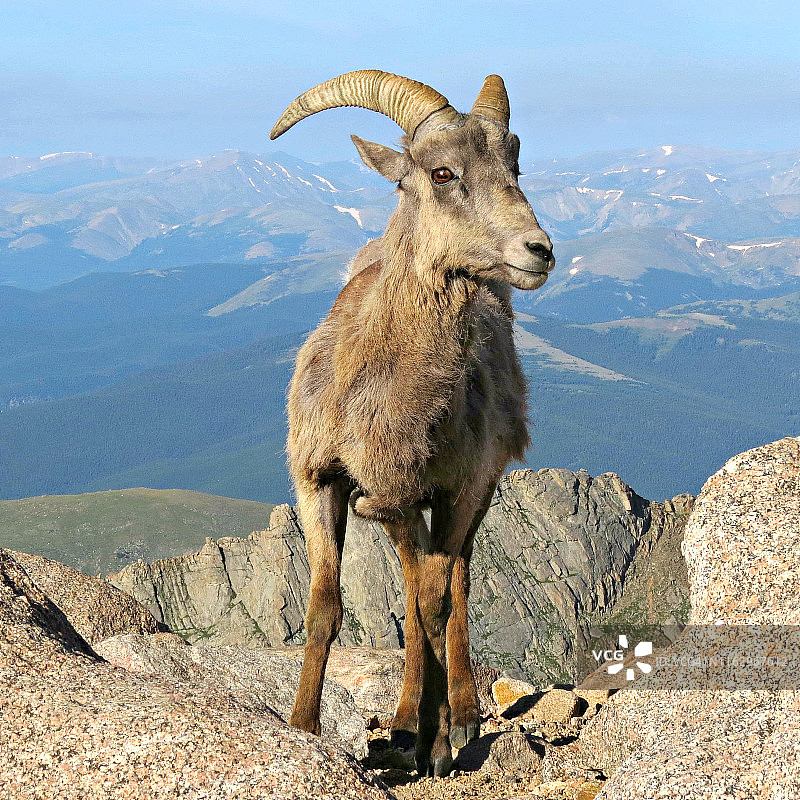 科罗拉多州落基山脉埃文斯山上的野 Big Horn 羊图片素材