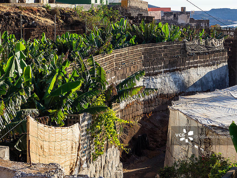 西班牙加纳利群岛，海边的大型蔬菜温室和加纳利香蕉种植园图片素材
