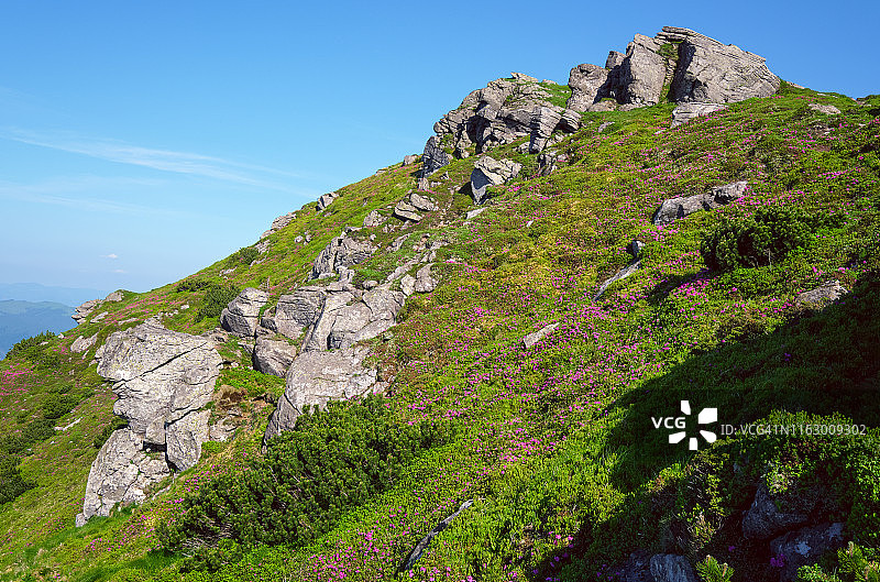 夏季山坡上的粉色玫瑰杜鹃花图片素材