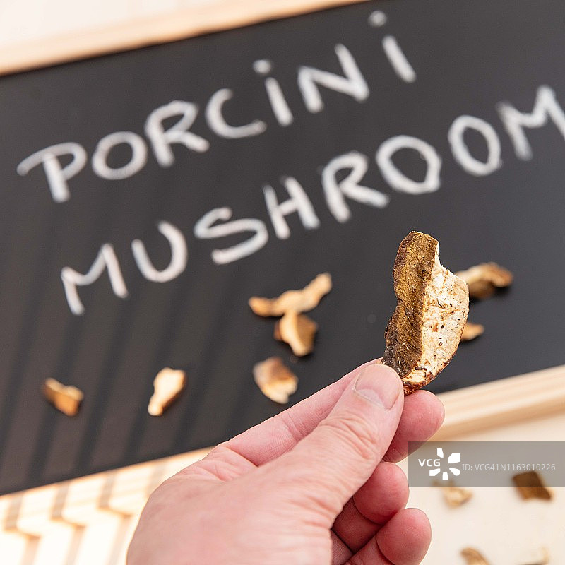 波尔奇尼蘑菇图片素材