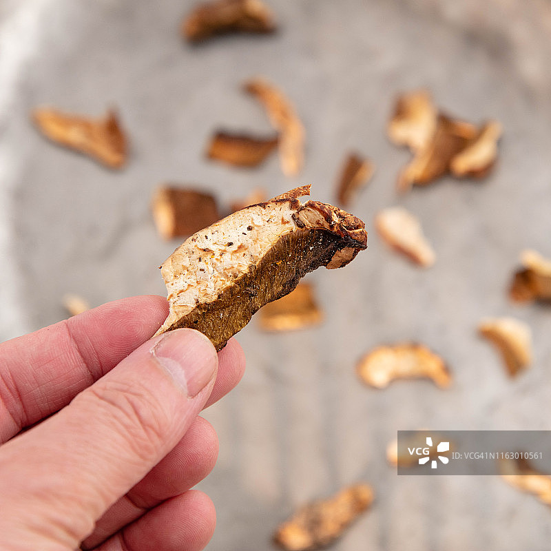 波尔奇尼蘑菇图片素材