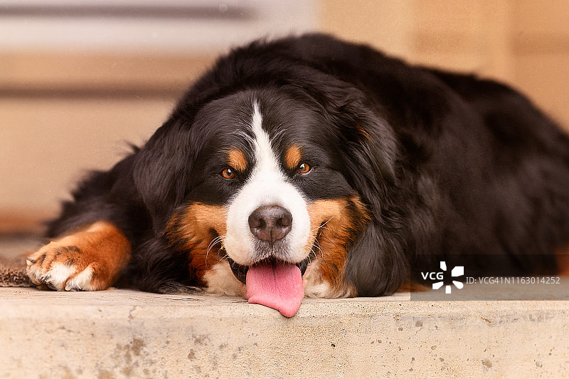 中年伯恩山犬坐在房子前喘气图片素材