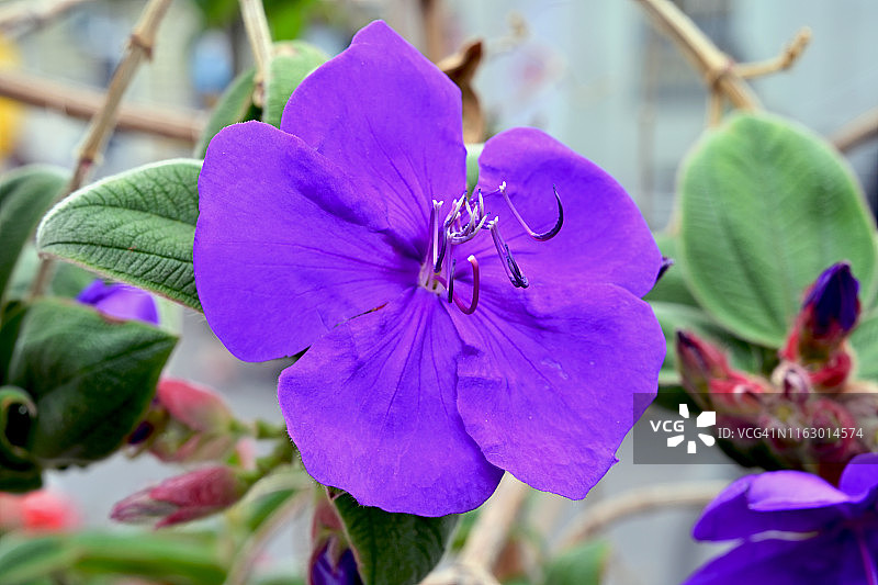 紫绒花特写图片素材
