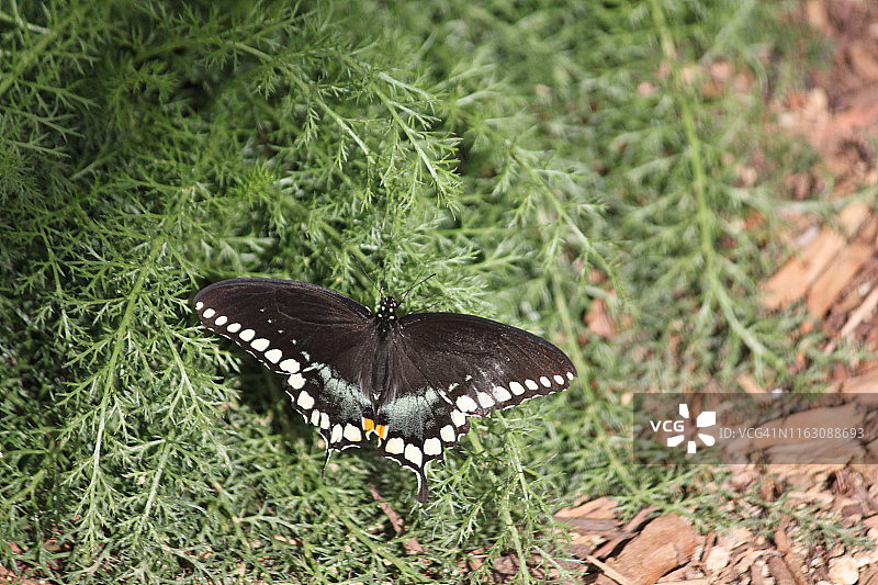 玉带凤蝶图片素材