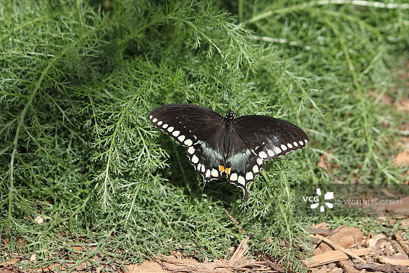 玉带凤蝶图片素材