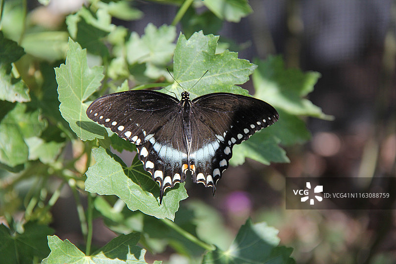 玉带凤蝶图片素材