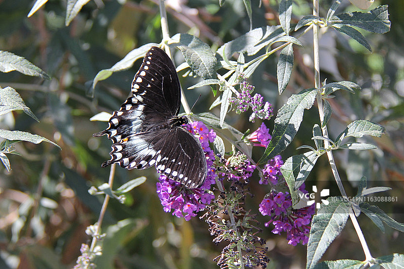 玉带凤蝶图片素材