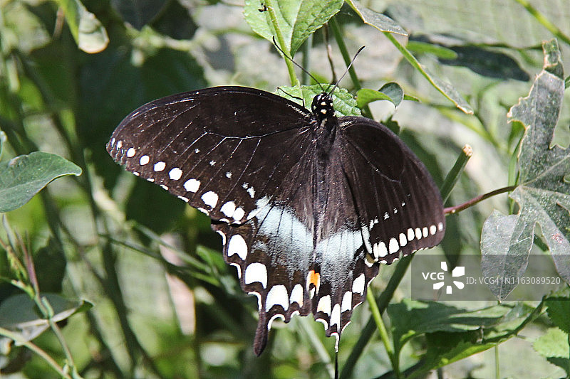 玉带凤蝶图片素材