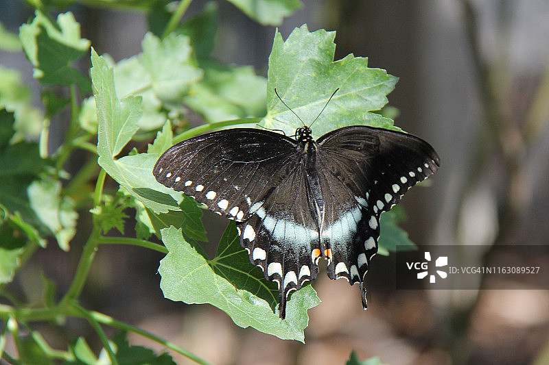 玉带凤蝶图片素材