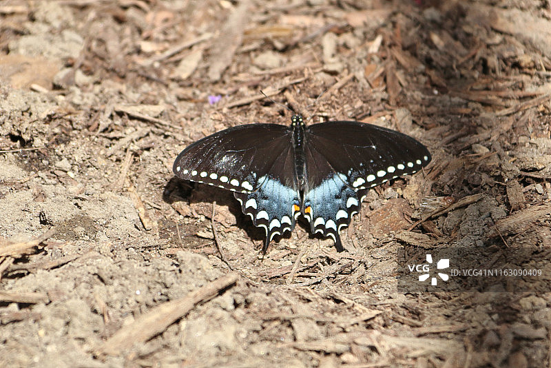玉带凤蝶图片素材