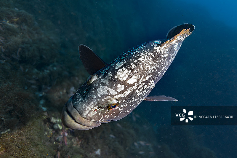 暗色石斑鱼图片素材