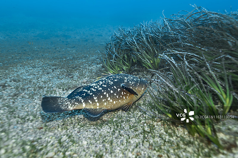 暗色石斑鱼图片素材