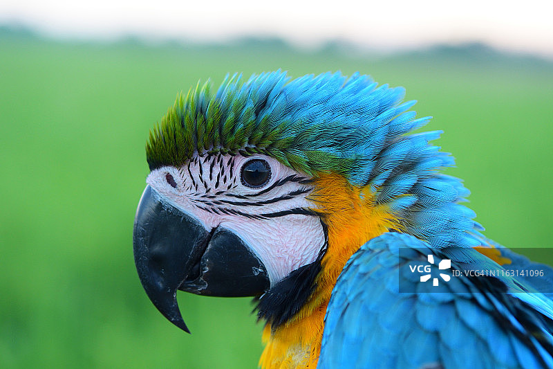 蓝黄金刚鹦鹉的头部照片图片素材