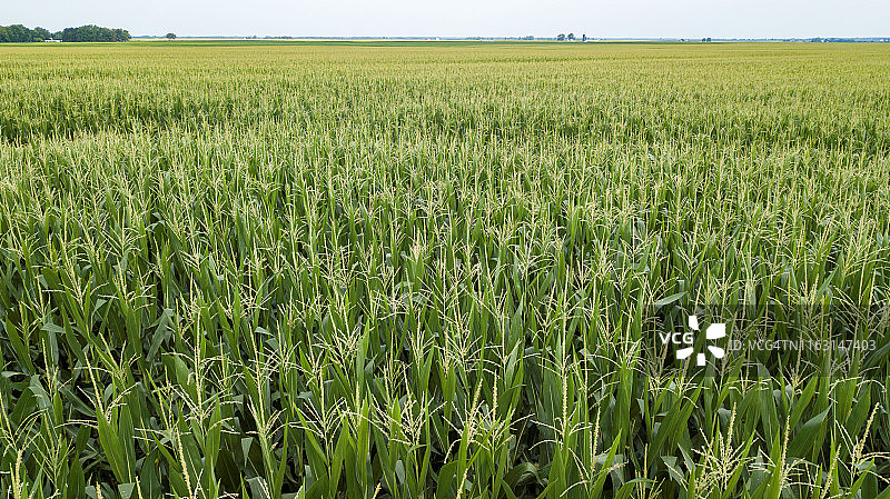 俯瞰玉米地图片素材