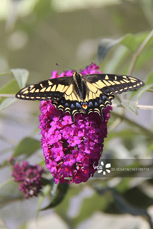 茴香燕尾蝶图片素材