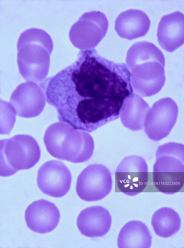 白细胞或单核细胞，人血涂片，400倍图片素材