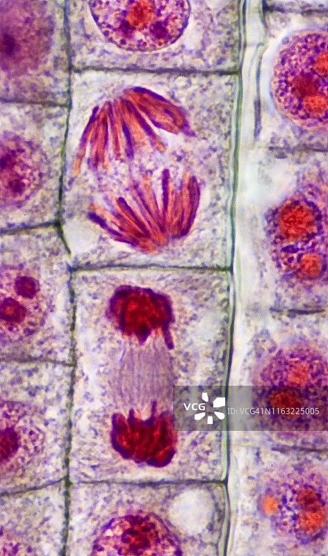 植物细胞有丝分裂后期和末期（400倍显微镜）图片素材