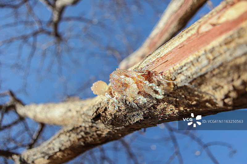 生产阿拉伯树胶的树木图片素材