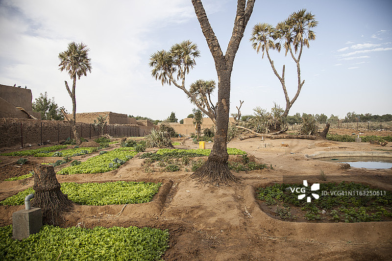 蔬菜田图片素材