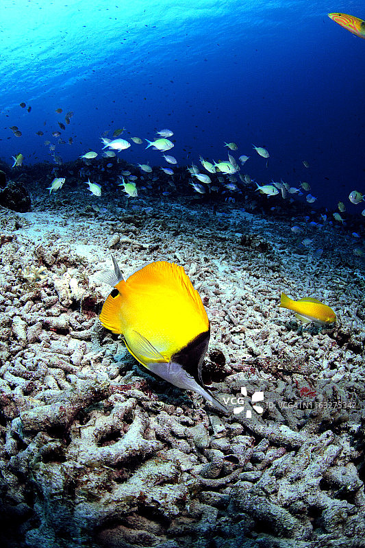 费雅各达伊图片素材