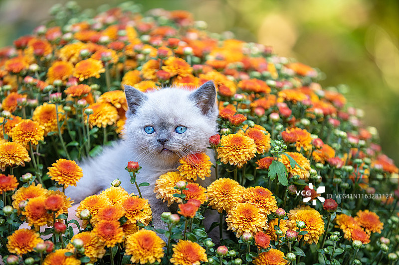 在菊花花园里的可爱小猫图片素材