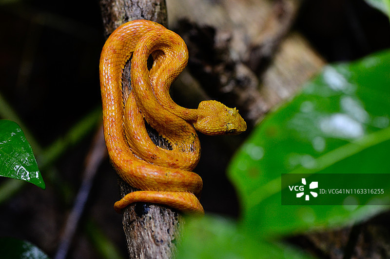 施氏棕榈蝮图片素材