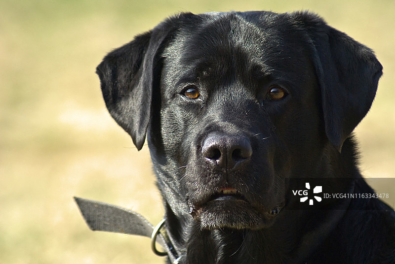 我的名字是德拉科图片素材