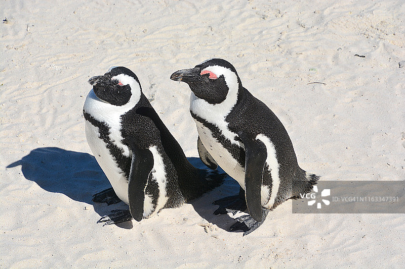 南非的两只企鹅图片素材