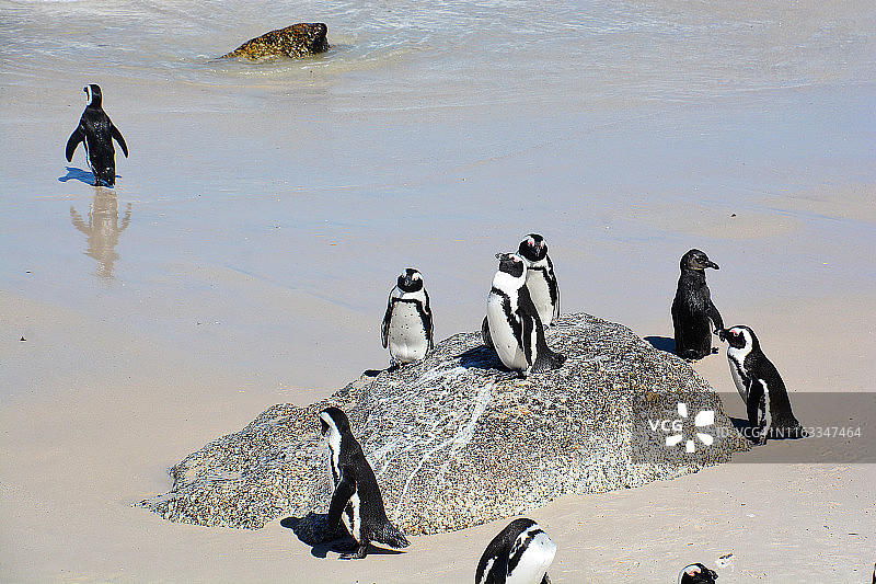 南非企鹅图片素材