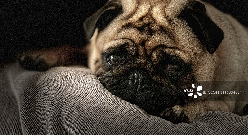 哈巴狗图片素材